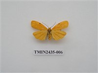 藏品(緣點苔蛾)的圖片